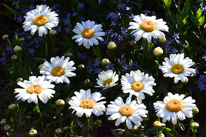 Leucanthemum superbum 'Daisy Chain'