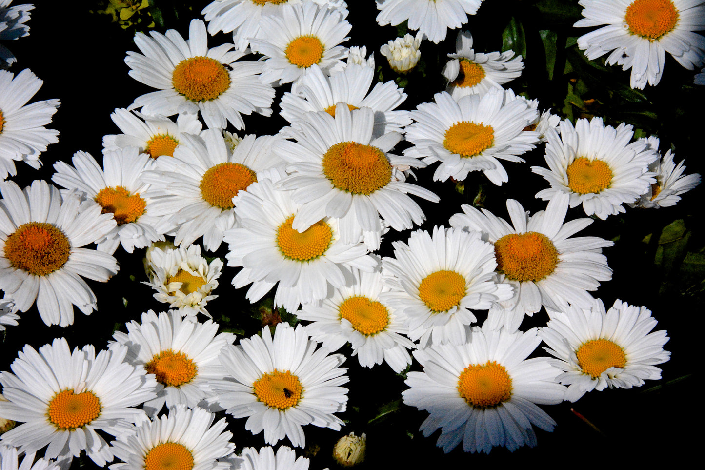 Leucanthemum superbum 'Daisy Chain'