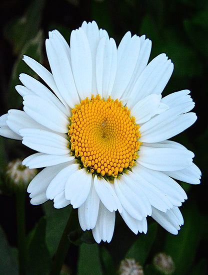 Leucanthemum superbum 'Daisy Chain'