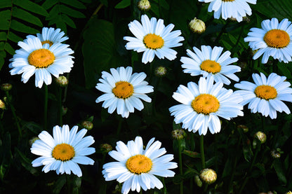 Leucanthemum superbum 'Daisy Chain'