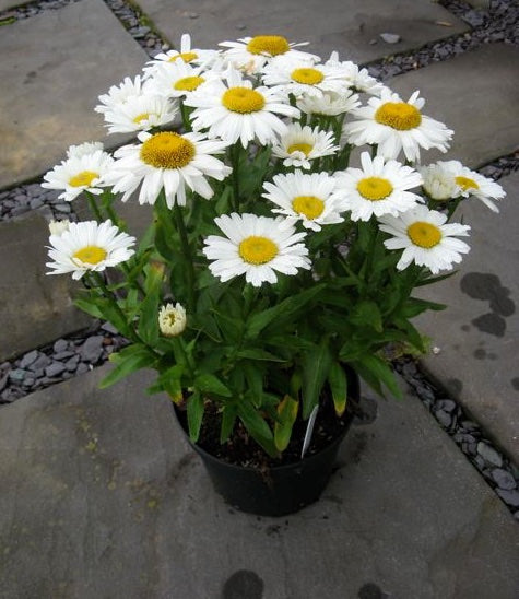 Leucanthemum superbum 'Daisy Chain'