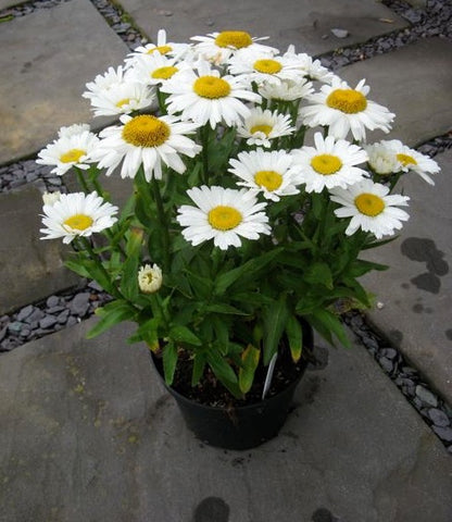 Leucanthemum superbum 'Daisy Chain'