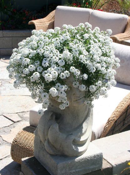 Lobularia hybrid 'Snow Princess'