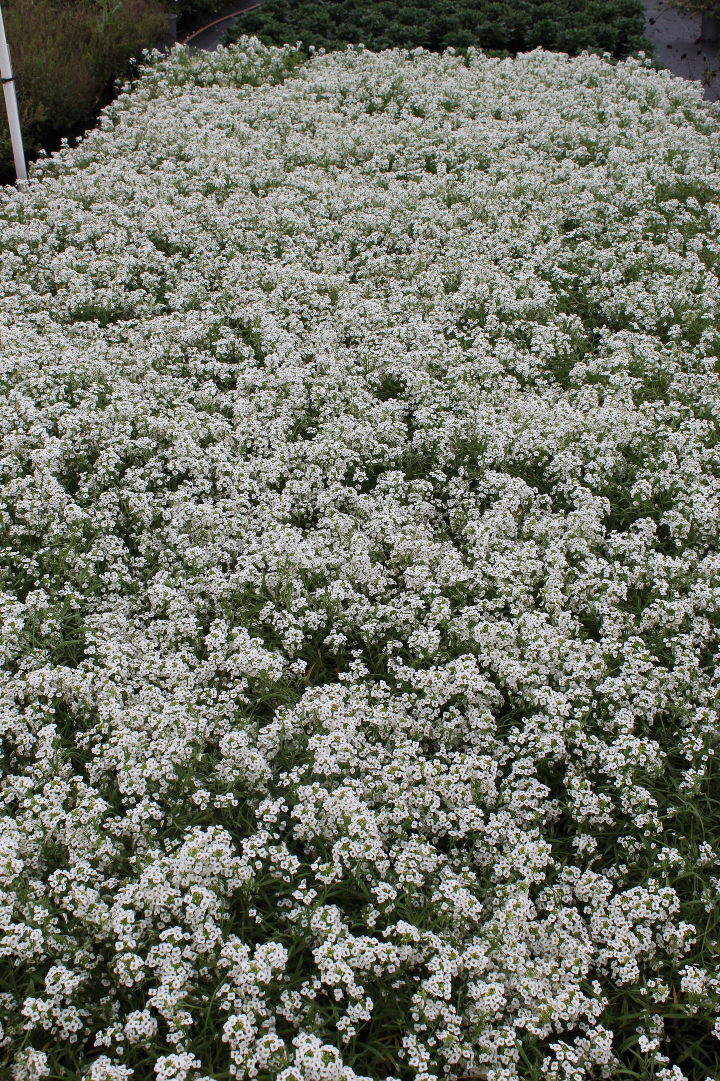 Lobularia hybrid 'Snow Princess'