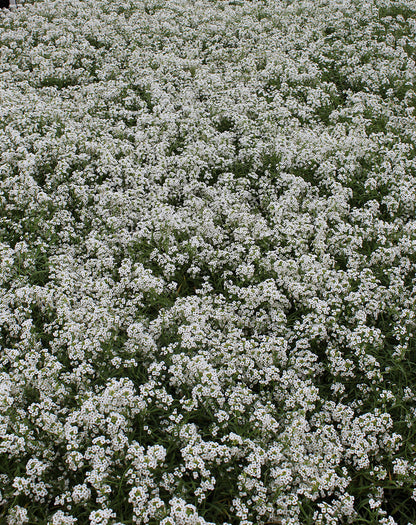 Lobularia hybrid 'Snow Princess'