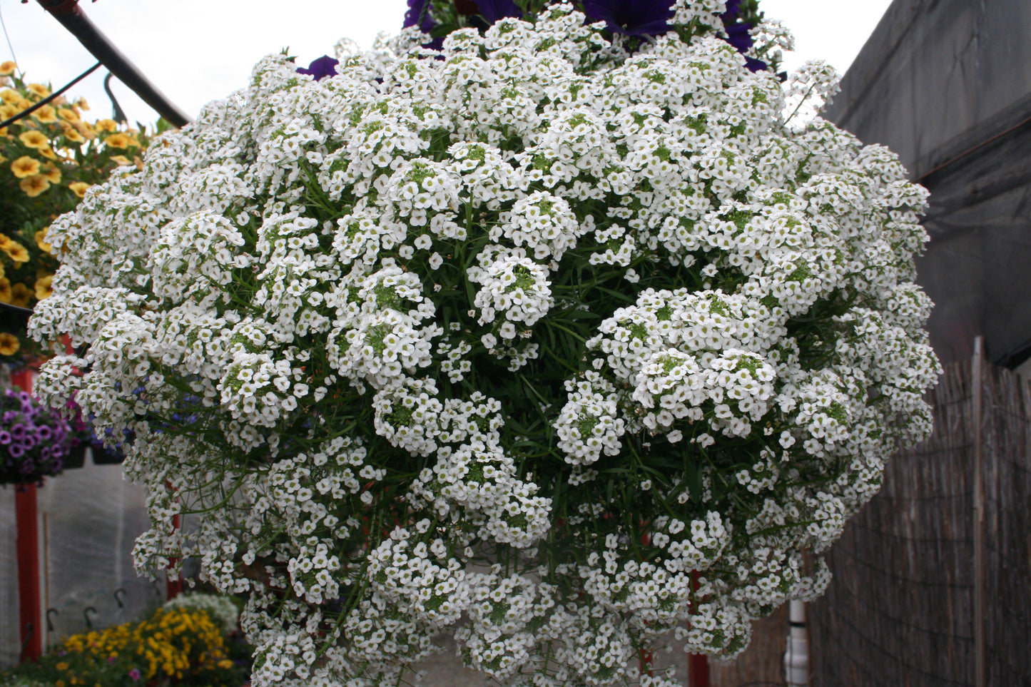 Lobularia hybrid 'Snow Princess'