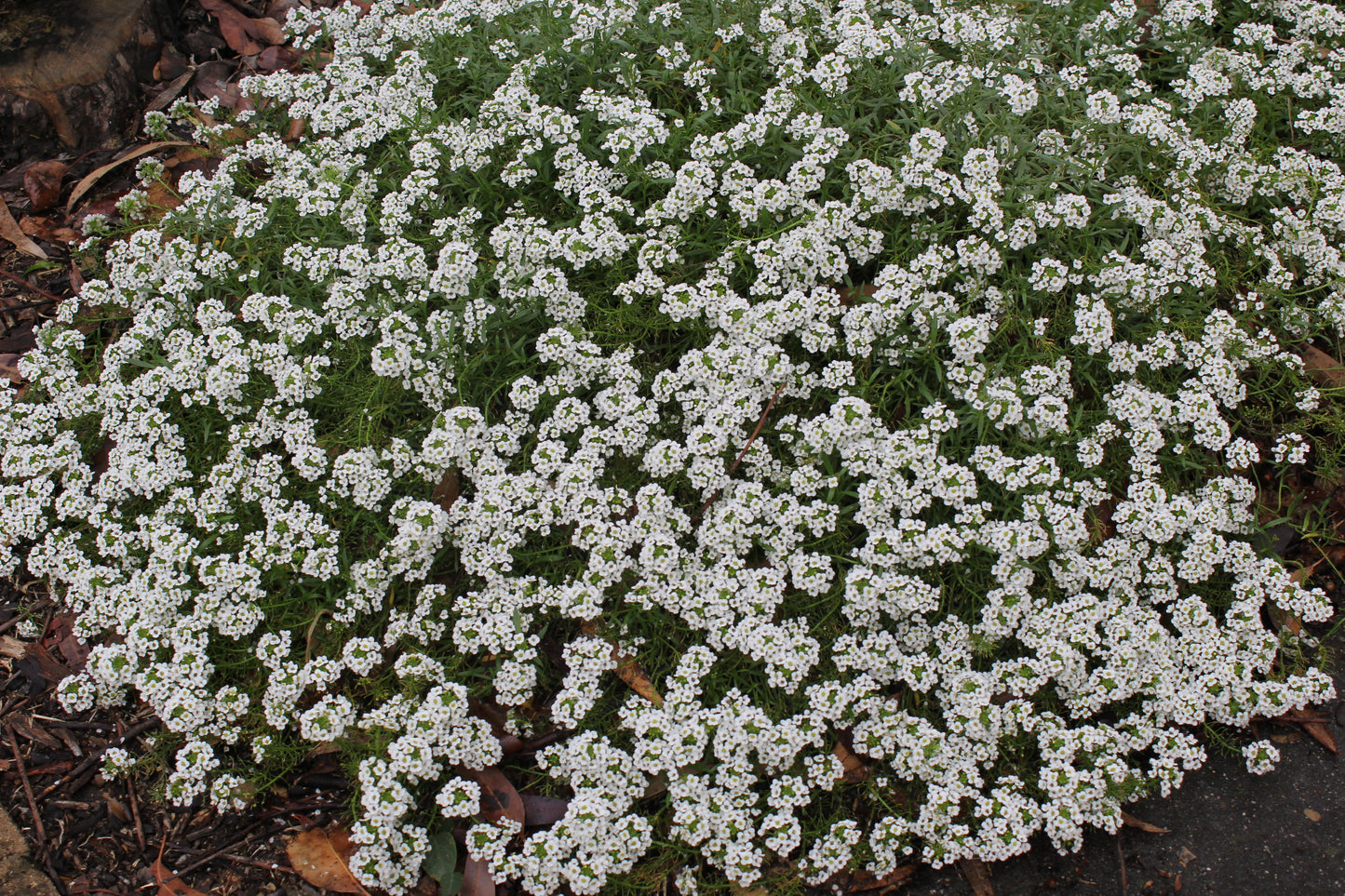 Lobularia hybrid 'Snow Princess'