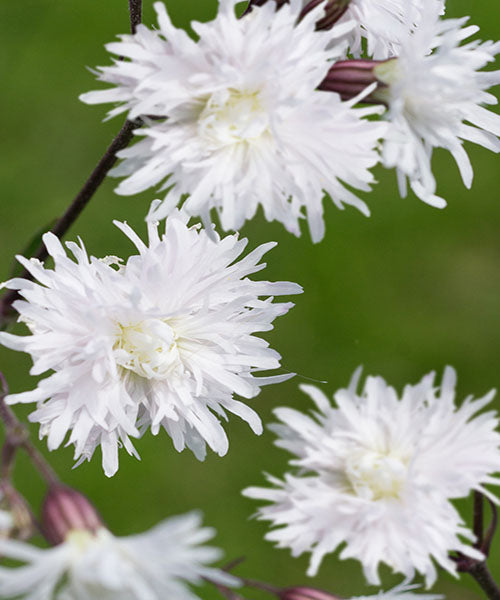 Lychnis flos cuculi 'Petite Henri'