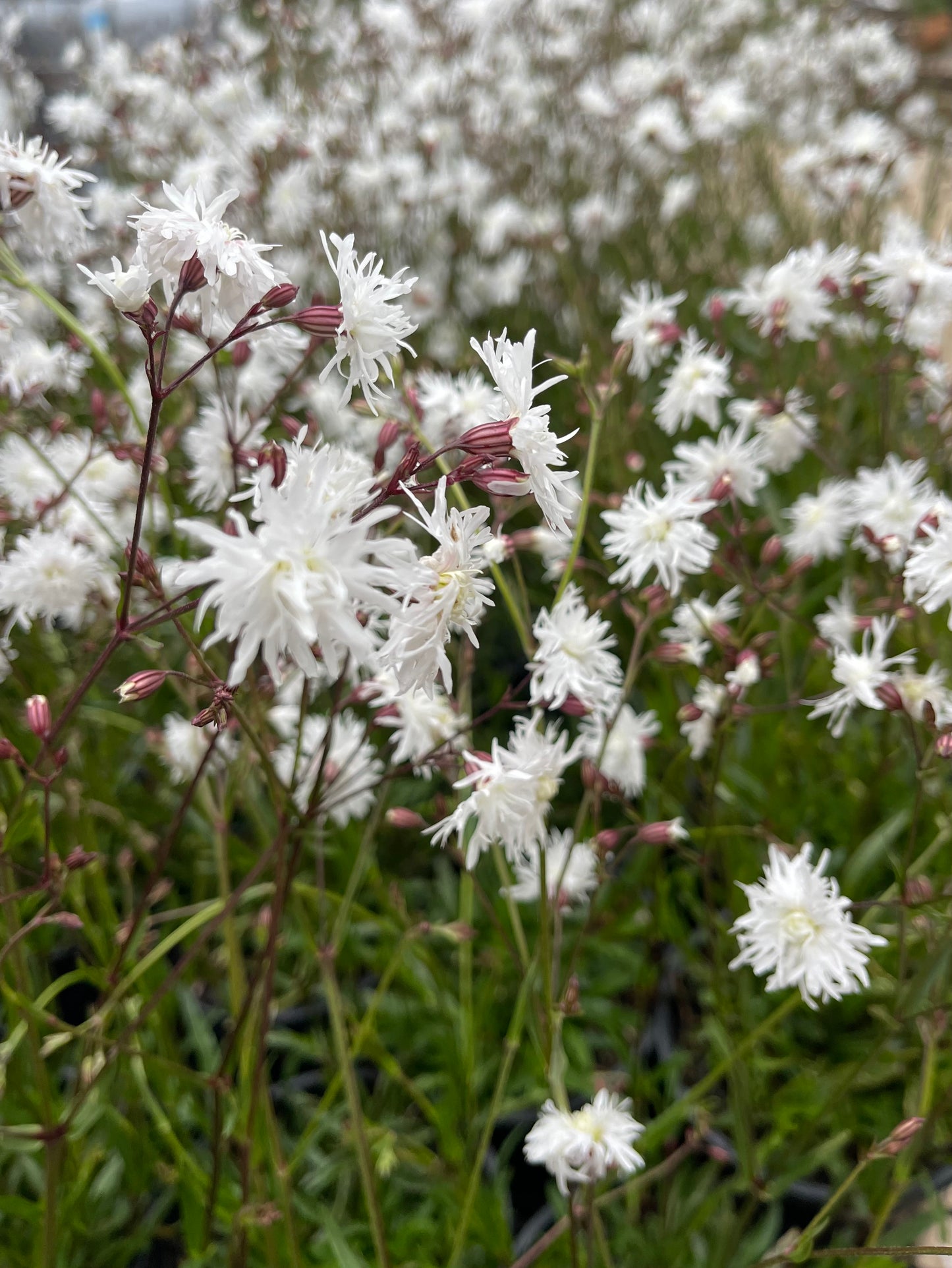 Lychnis flos cuculi 'Petite Henri'