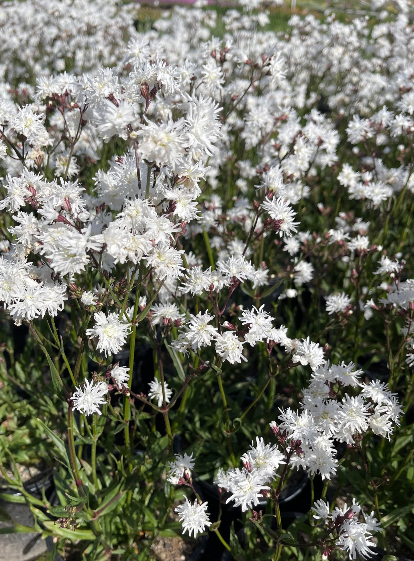 Lychnis flos cuculi 'Petite Henri'