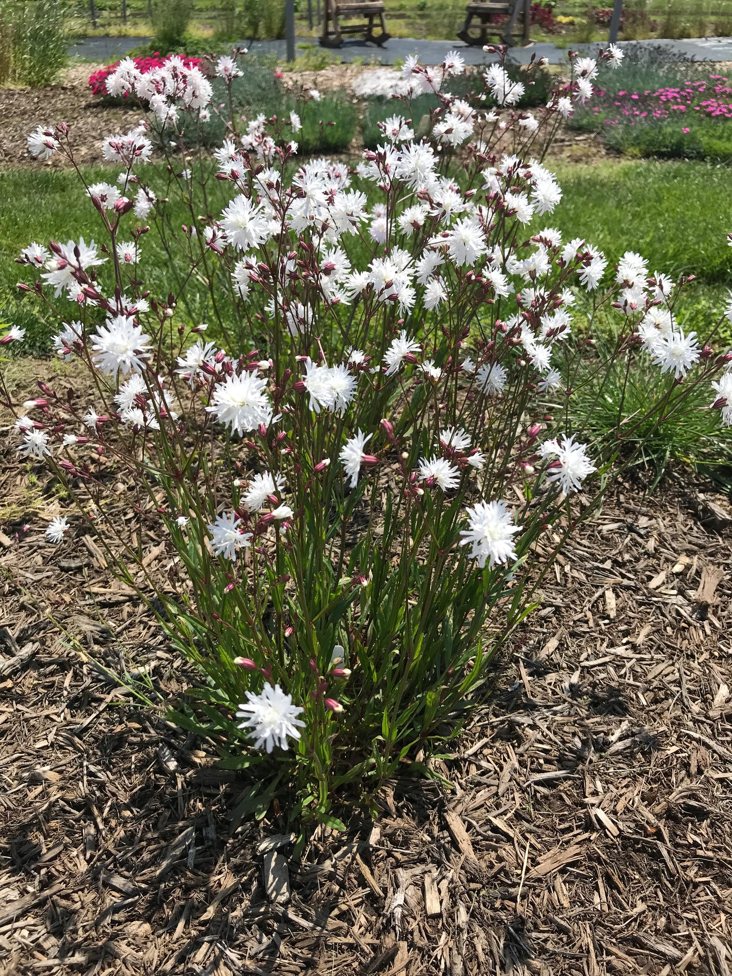Lychnis flos cuculi 'Petite Henri'