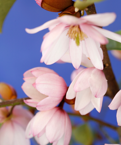 Magnolia hybrida 'Fairy Blush' - NEW