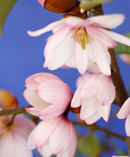 Magnolia hybrida 'Fairy Blush' - NEW
