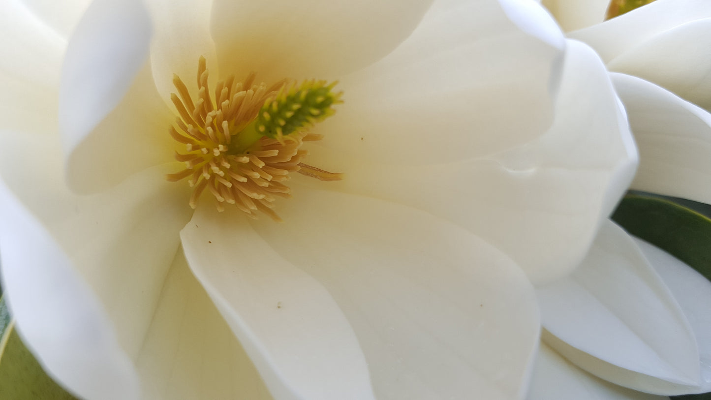 Magnolia hybrida 'Fairy Cream' PBR - NEW