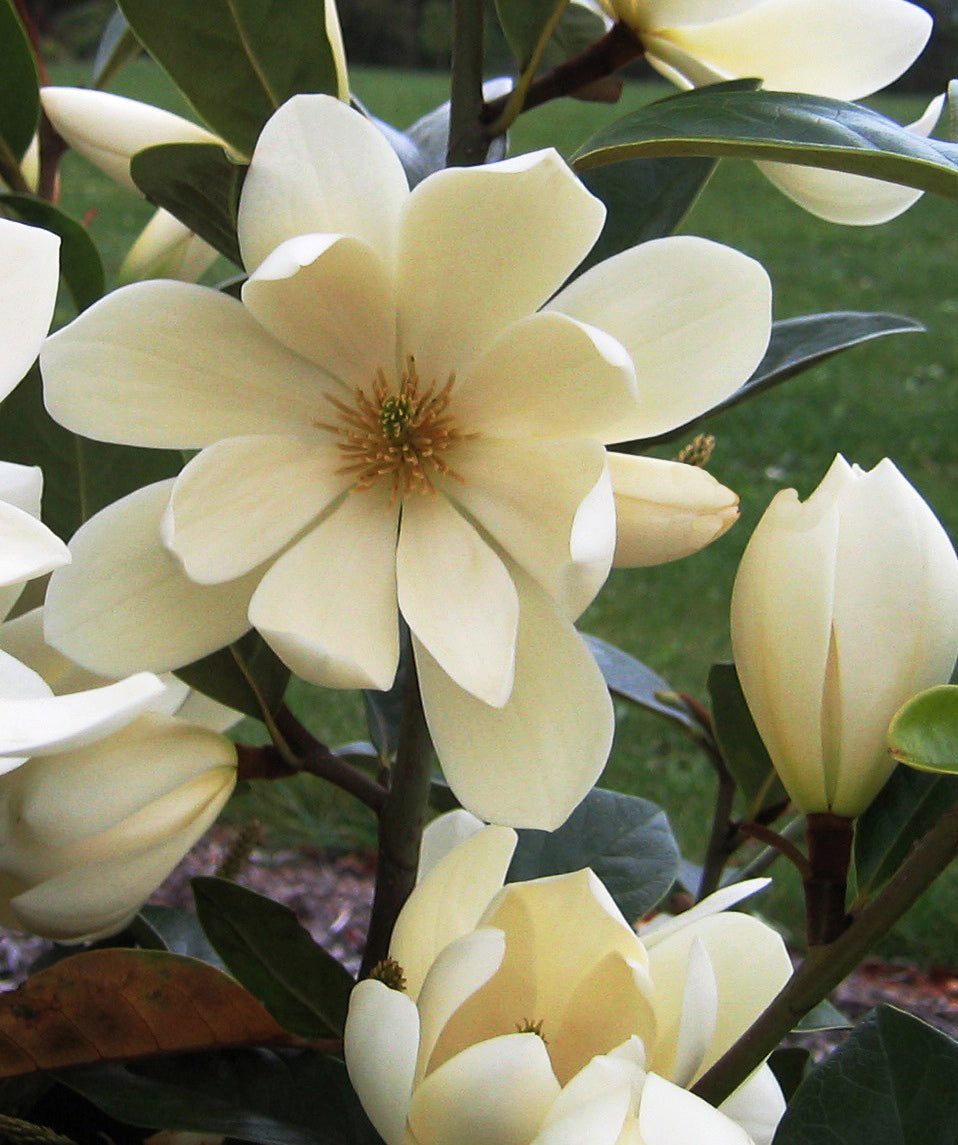 Magnolia hybrida 'Fairy Cream' PBR - NEW