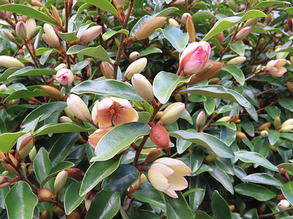 Magnolia hybrida 'Fairy Petite Peach' PBR - NEW