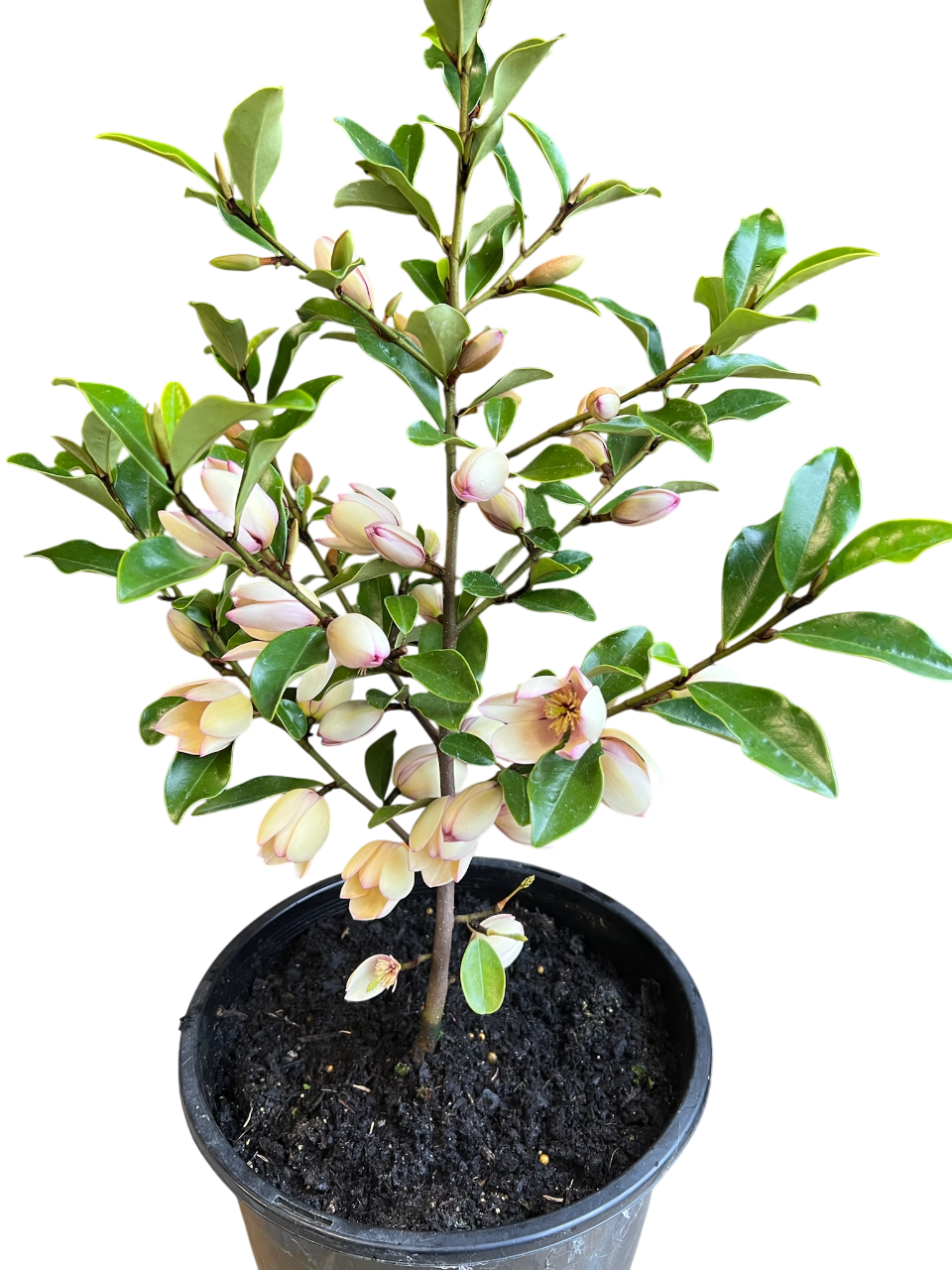 Magnolia hybrida 'Fairy Petite Peach' PBR - NEW