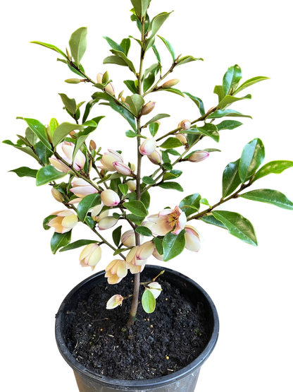 Magnolia hybrida 'Fairy Petite Peach' PBR - NEW