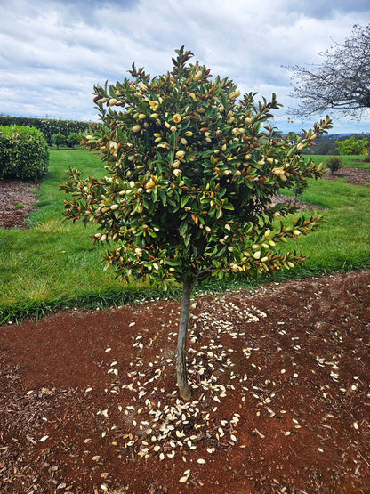 Magnolia hybrida 'Fairy Petite Peach' PBR - NEW