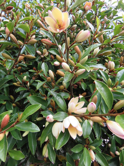 Magnolia hybrida 'Fairy Petite Peach' PBR - NEW