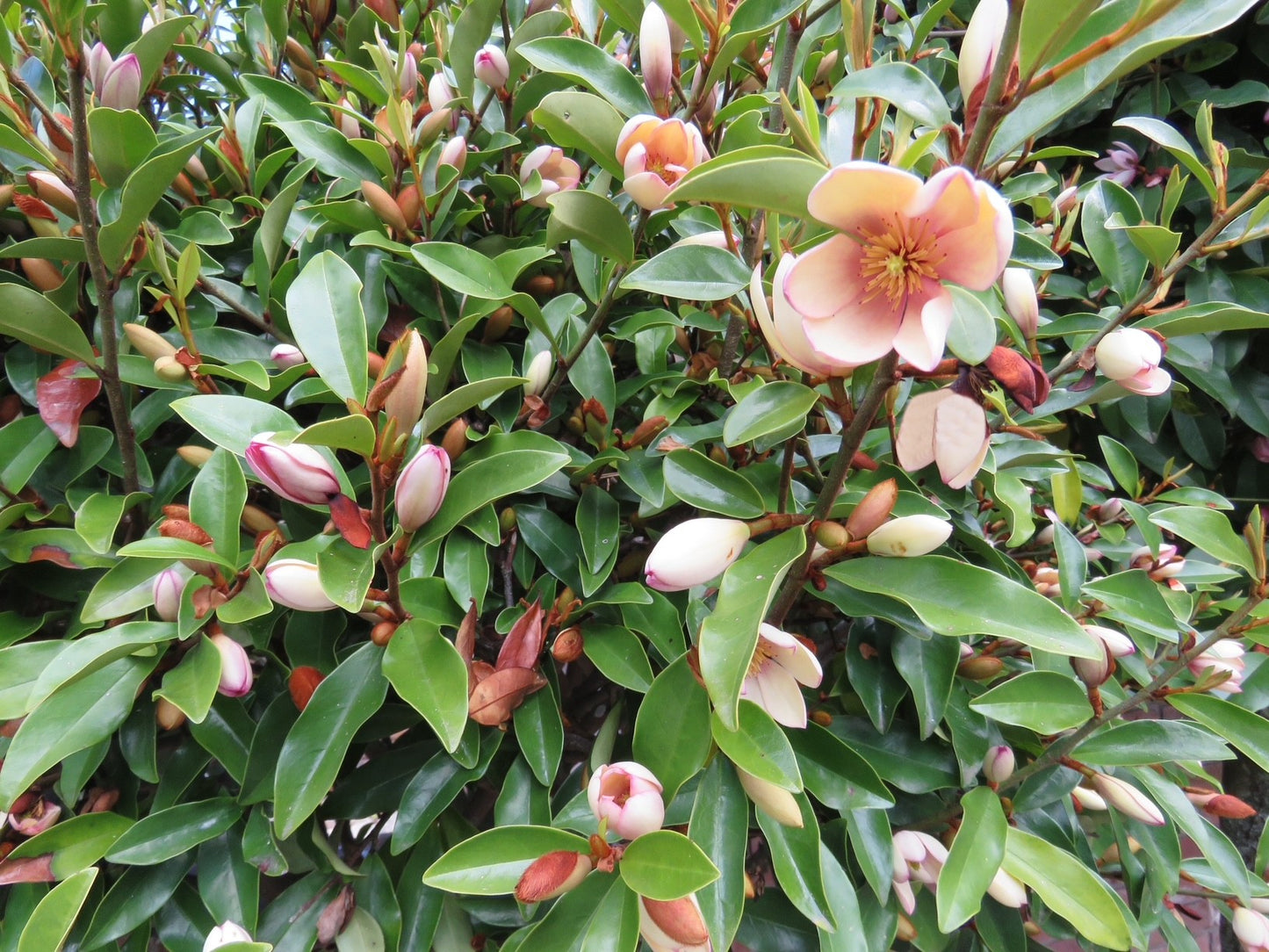Magnolia hybrida 'Fairy Petite Peach' PBR - NEW