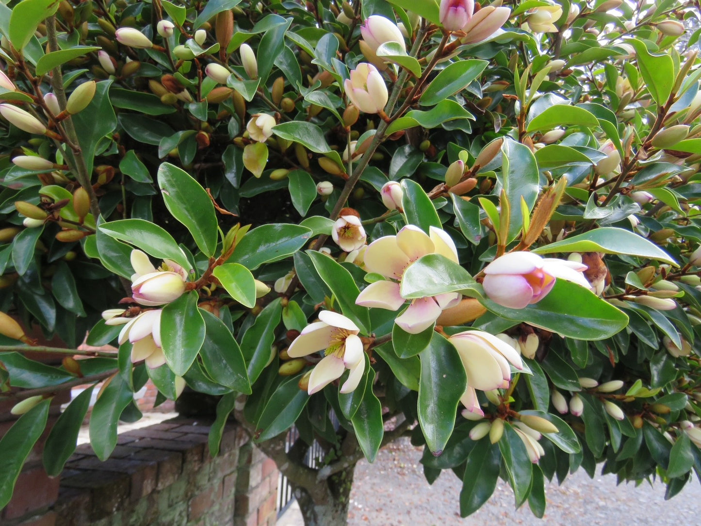 Magnolia hybrida 'Fairy Petite Peach' PBR - NEW