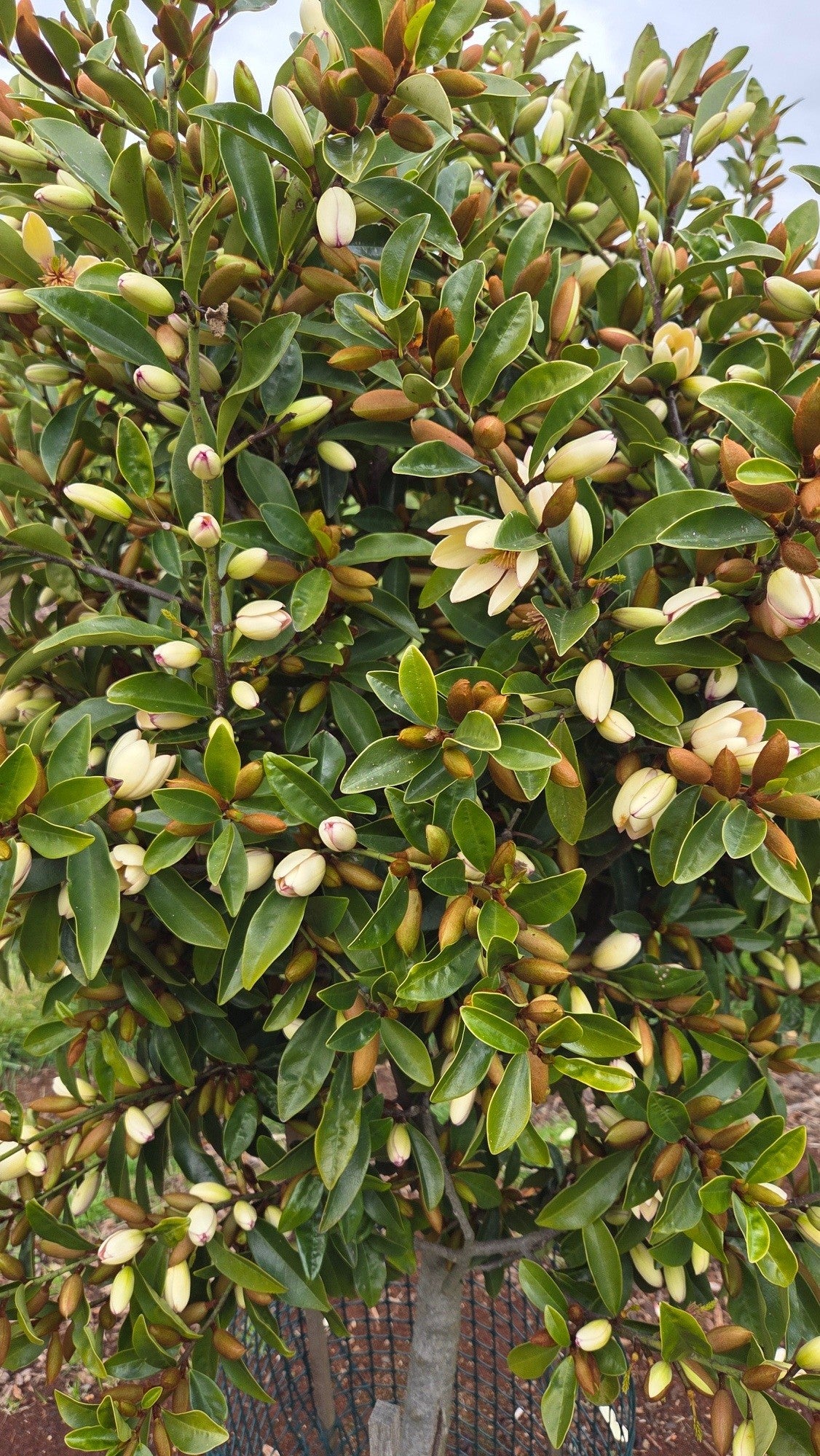 Magnolia hybrida 'Fairy Petite Peach' PBR - NEW