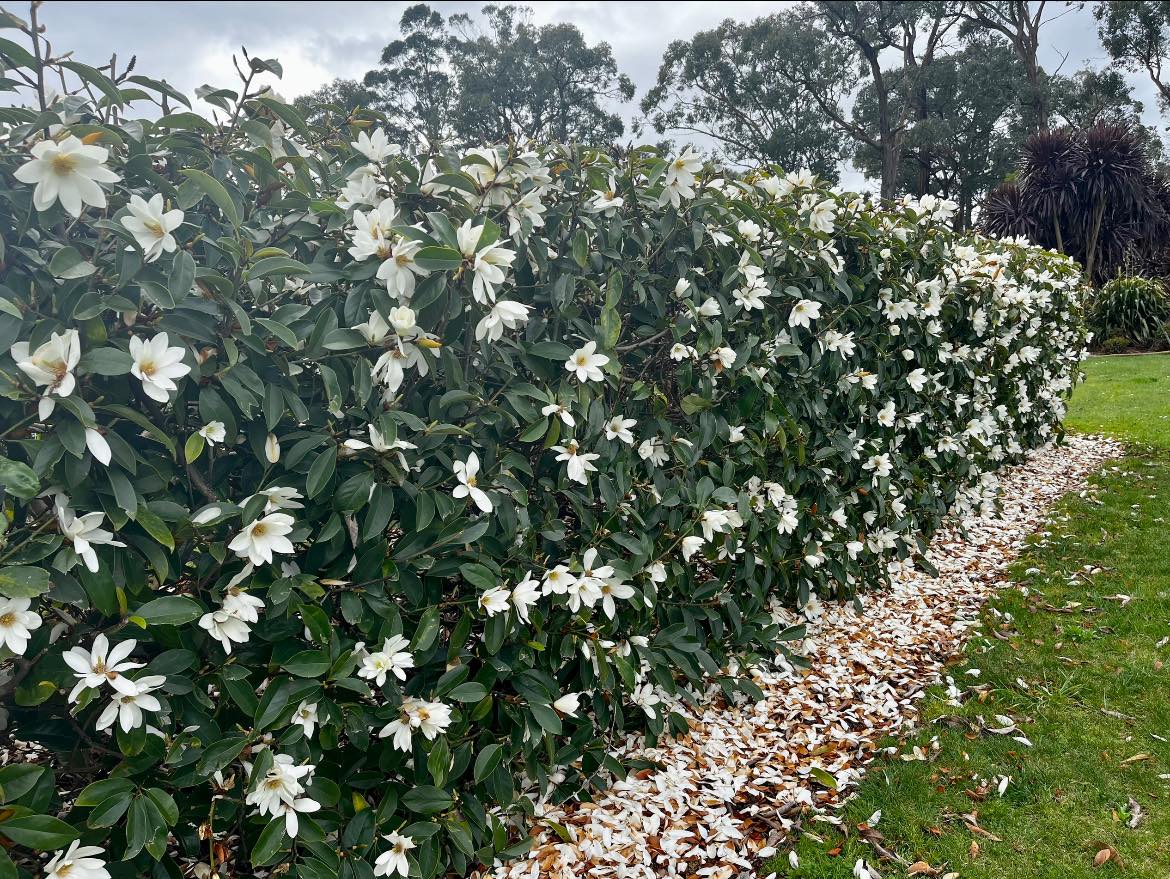 Magnolia hybrida 'Fairy White' PBR - NEW