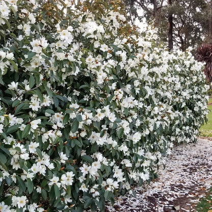 Magnolia hybrida 'Fairy White' PBR - NEW