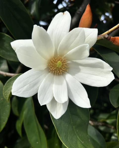 Magnolia hybrida 'Fairy White' PBR - NEW