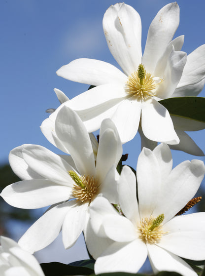Magnolia hybrida 'Fairy White' PBR - NEW