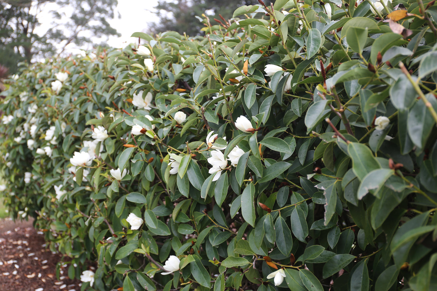 Magnolia hybrida 'Fairy White' PBR - NEW