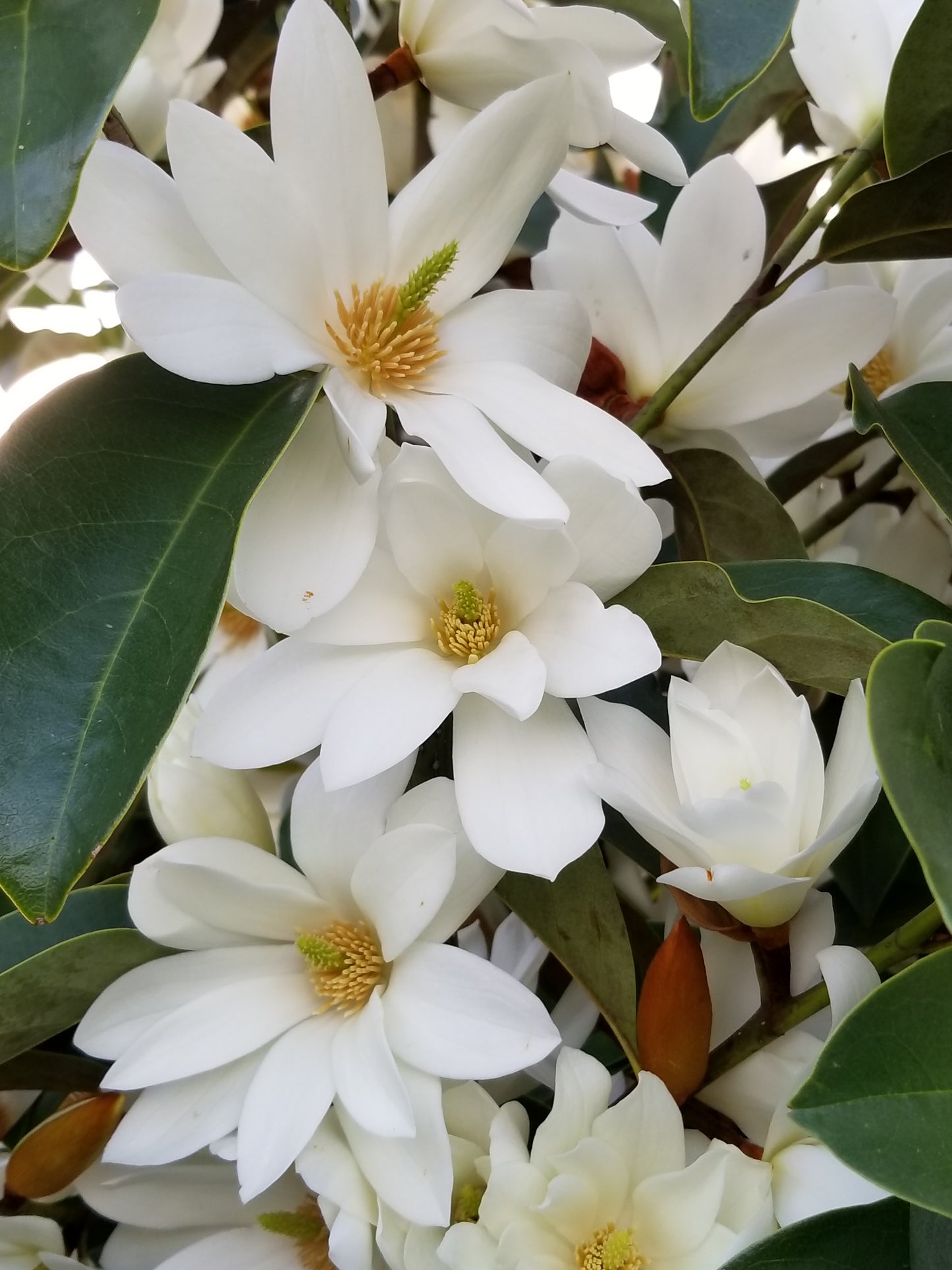 Magnolia hybrida 'Fairy White' PBR - NEW