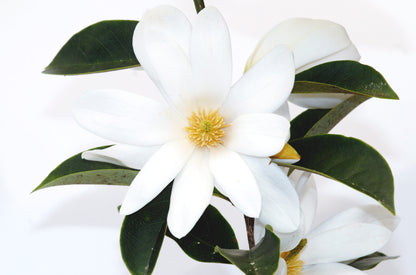 Magnolia hybrida 'Fairy White' PBR - NEW