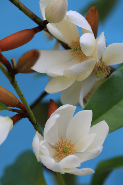 Magnolia hybrida 'Fairy White' PBR - NEW