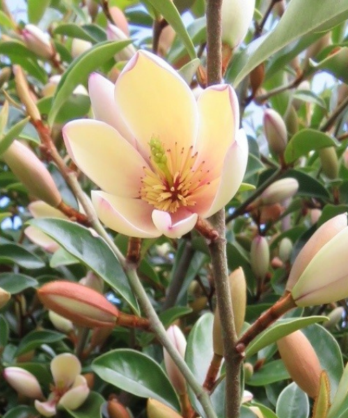 Magnolia hybrida 'Fairy Petite Peach' PBR - NEW