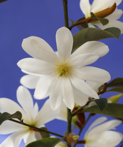 Magnolia hybrida 'Fairy White' PBR - NEW