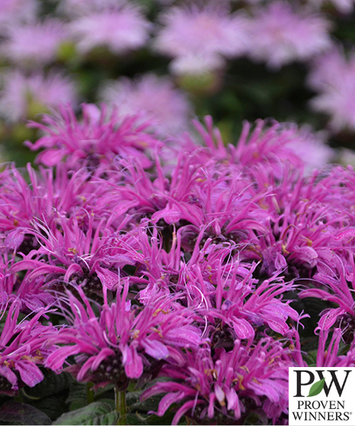 Monardia hybrid 'Leading Lady Plum'