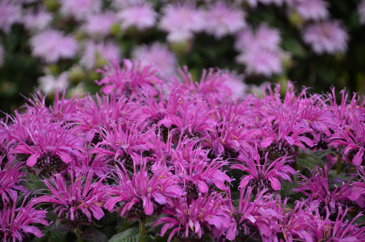 Monardia hybrid 'Leading Lady Plum'