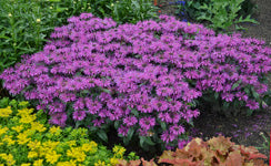 Monardia hybrid 'Leading Lady Plum'