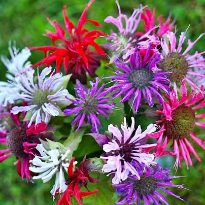 Monarda didyma 'Panorama Mixture' - NEW