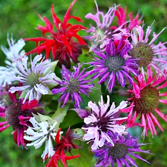 Monarda didyma 'Panorama Mixture' - NEW