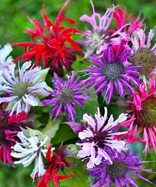 Monarda didyma 'Panorama Mixture' - NEW