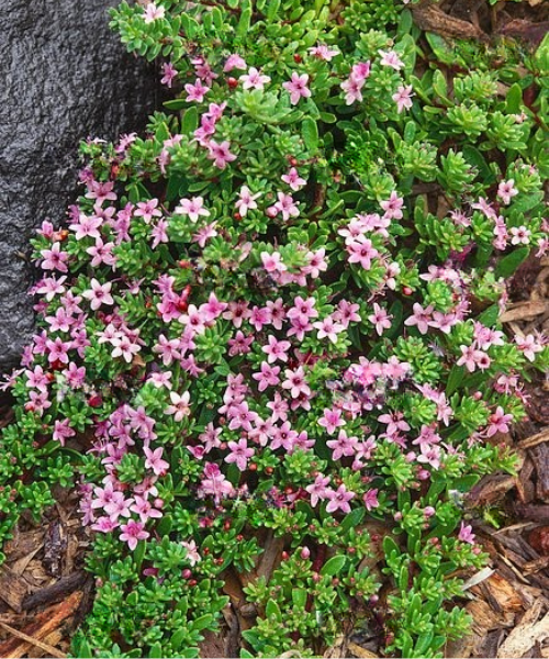 Myoporum parvifolia 'Pink' - NEW