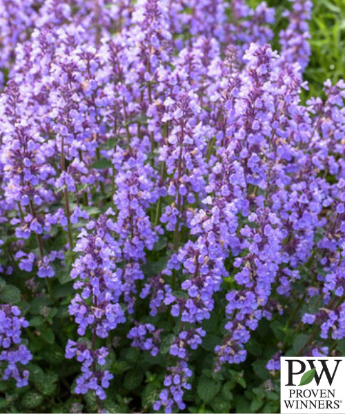 Nepeta x faassenii 'Cats Pajamas' - NEW
