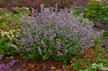Nepeta x faassenii 'Cats Meow' - NEW