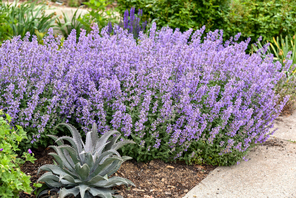 Nepeta 'Cats Meow' | Planters Patch
