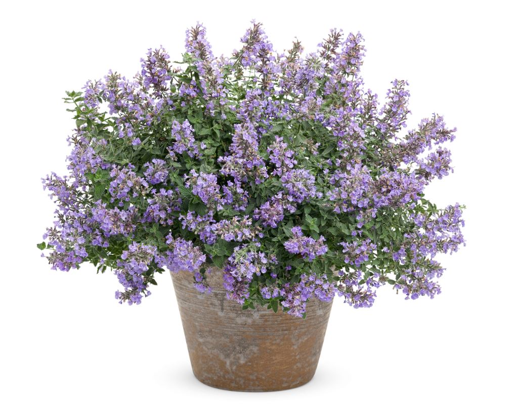 Nepeta x faassenii 'Cats Meow' - NEW