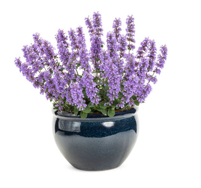 Nepeta x faassenii 'Cats Pajamas' - NEW