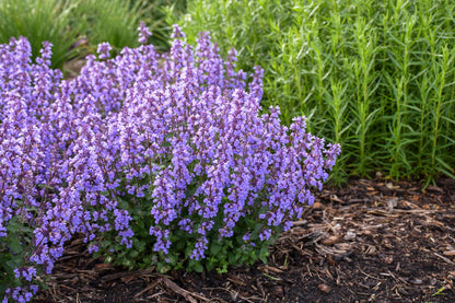 Nepeta x faassenii 'Cats Pajamas' - NEW